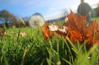 Close up of autumn leaf and grass
