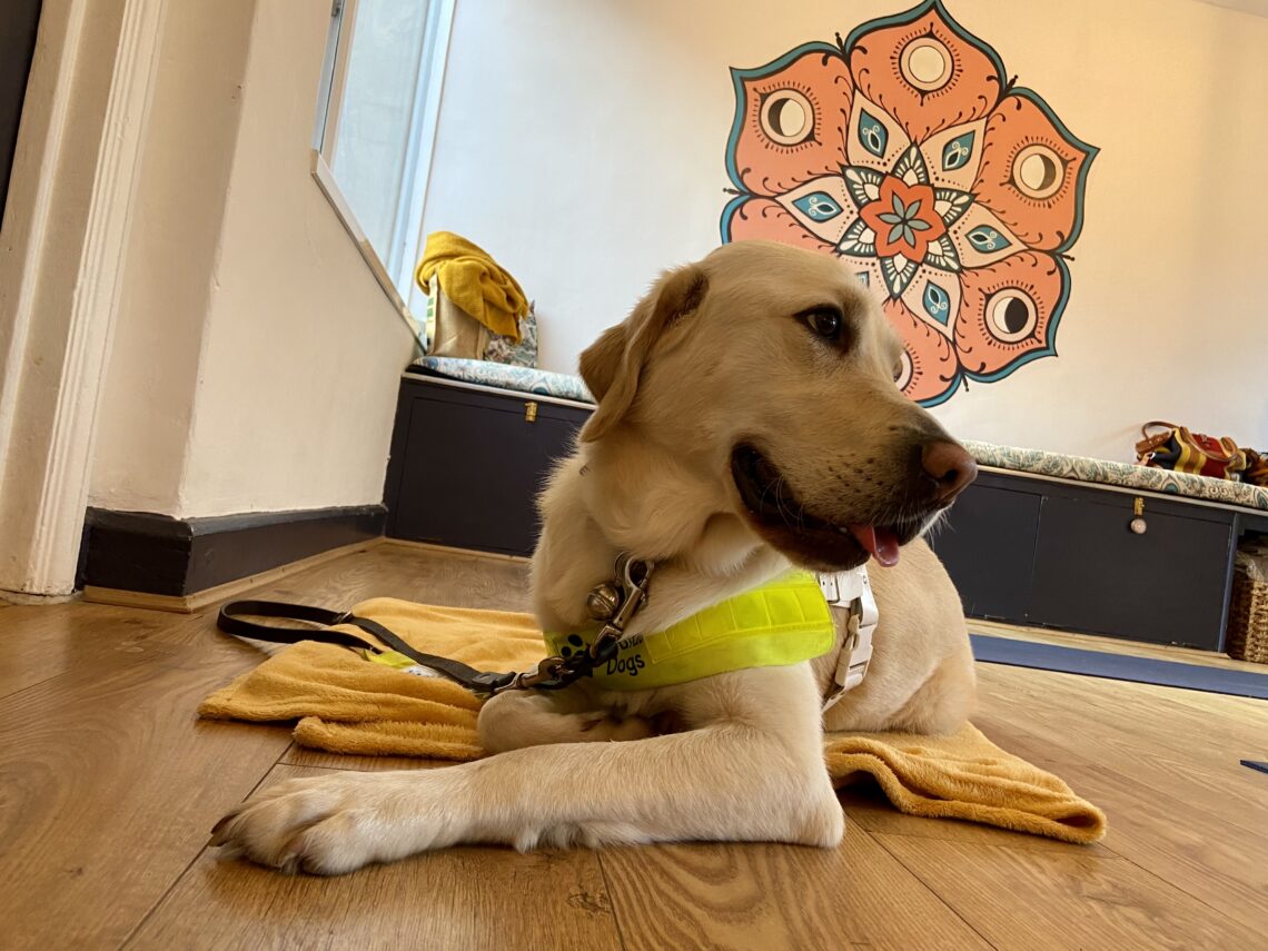 Dezzie, a yellow Labrador is laid on a yellow blanket in a yoga studio. He is wearing a guide dog harness.