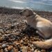 Dezzie, yellow Labrador guide dog laid on a rocky beach with the sea in the distance.